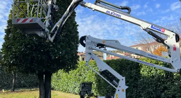 Tree climbing, potature e abbattimenti