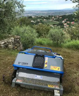 tosa erba