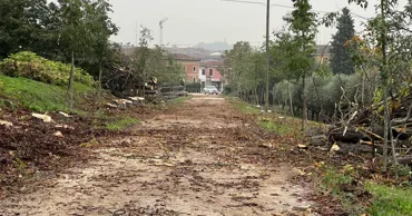 abbattimento viale monumentale 