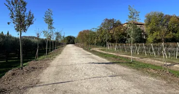Realizzazione viale monumentale